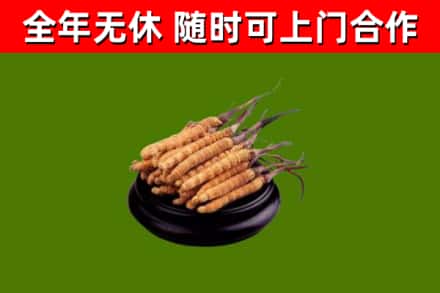 卢龙回收冬虫夏草
