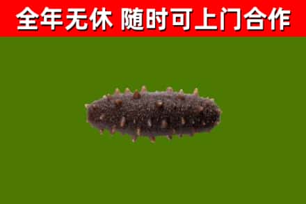 卢龙回收海参干